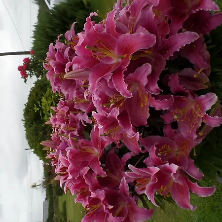 Hotel Bossiney House Tintagel